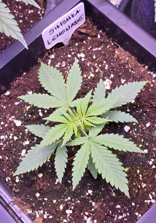Greenhouse X CCG. Week 2
