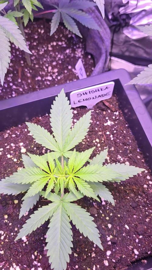 Greenhouse X CCG