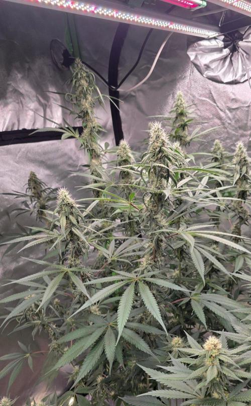 Brain Dead X Zazul. Week 13