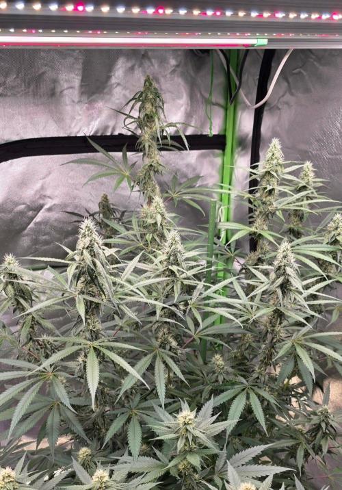 Brain Dead X Zazul. Week 13