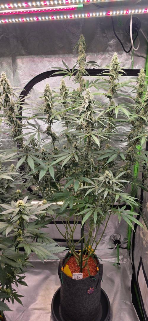Brain Dead X Zazul. Week 13
