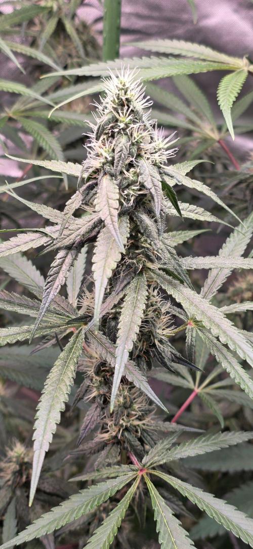 Brain Dead X Zazul. Week 13