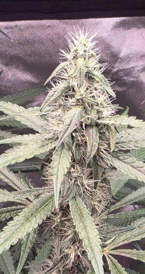 Brain Dead X Zazul. Week 13