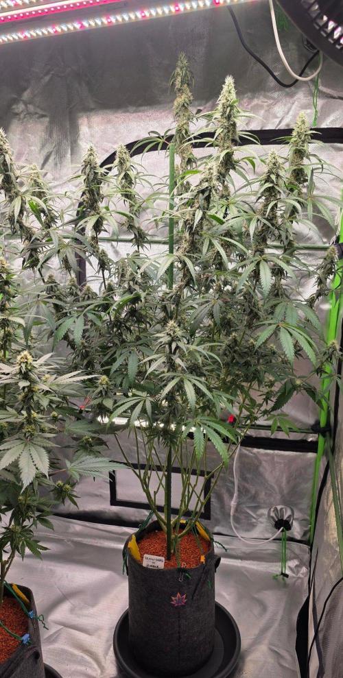 Brain Dead X Zazul. Week 13