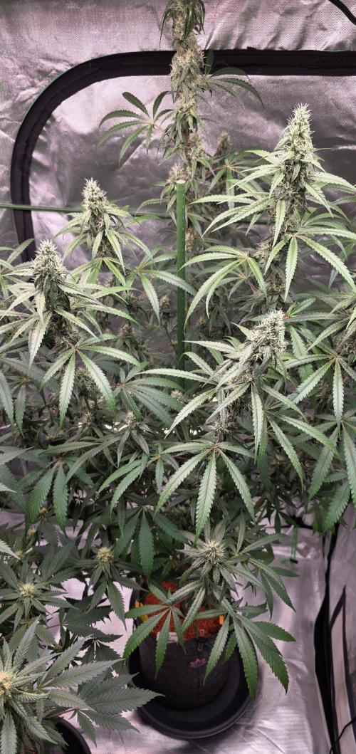 Brain Dead X Zazul. Week 13