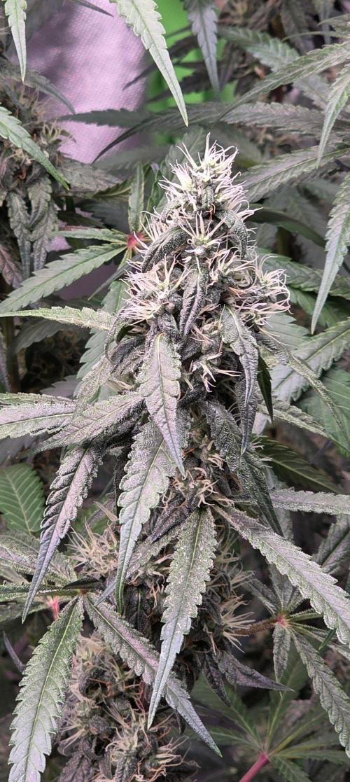 Brain Dead X Zazul. Week 13