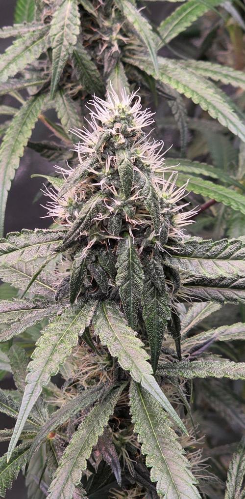 Brain Dead X Zazul. Week 13