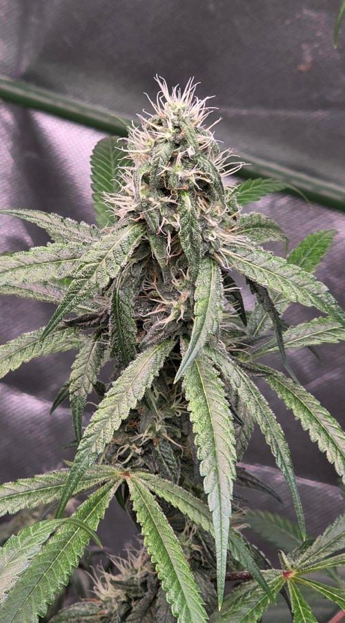 Brain Dead X Zazul. Week 13