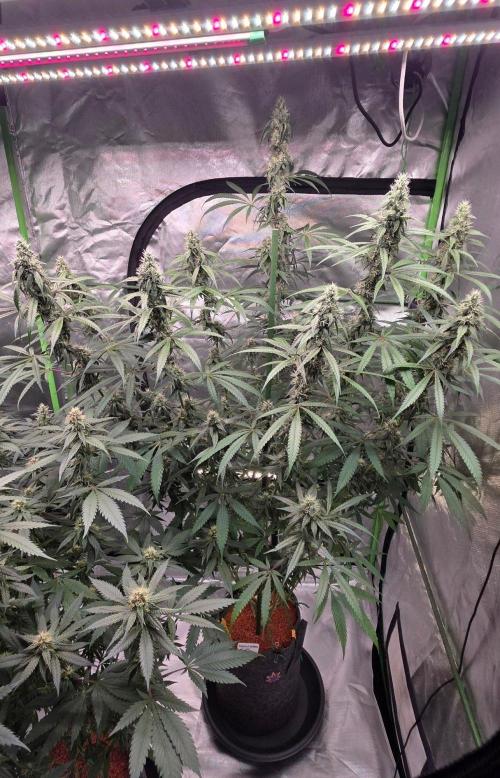 Brain Dead X Zazul. Week 13