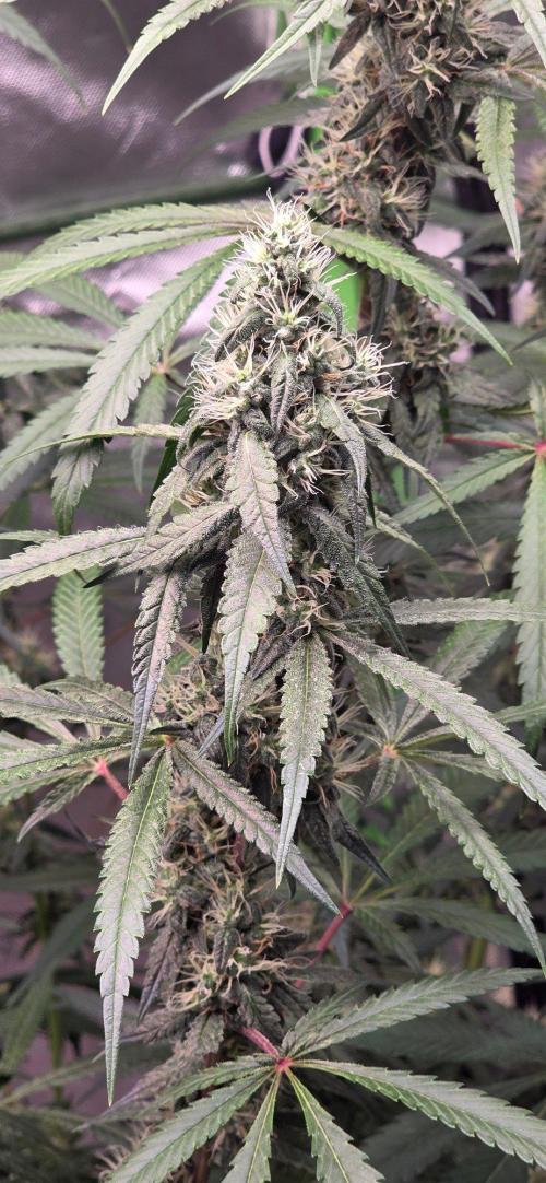 Brain Dead X Zazul. Week 13