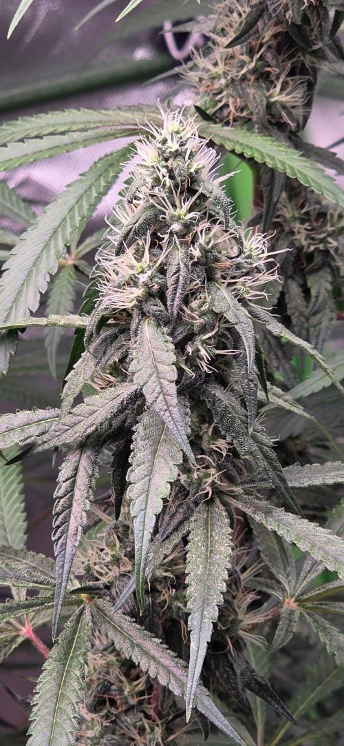 Brain Dead X Zazul. Week 13