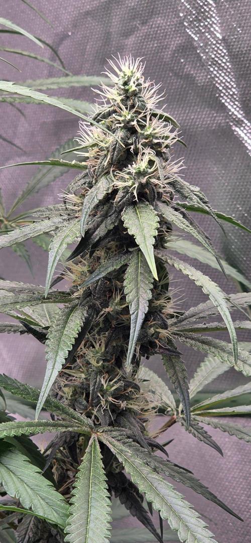 Brain Dead X Zazul. Week 13