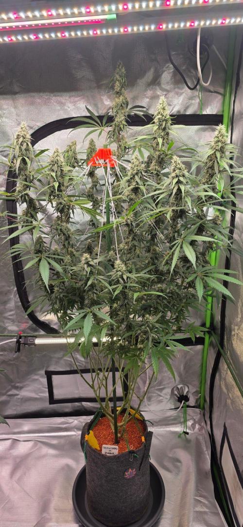 Brain Dead X Zazul. Week 13