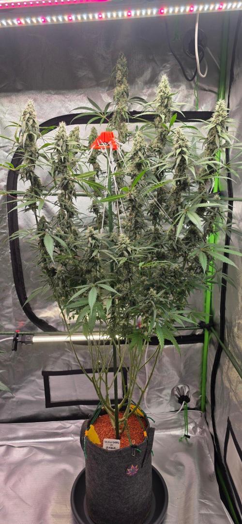 Brain Dead X Zazul. Week 13