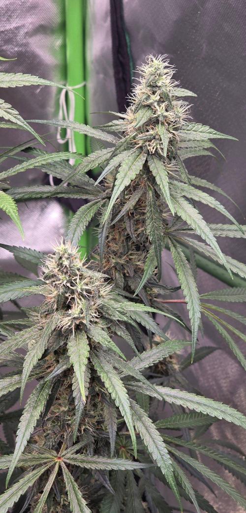 Brain Dead X Zazul. Week 13