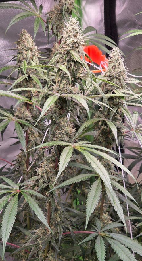 Brain Dead X Zazul. Week 14