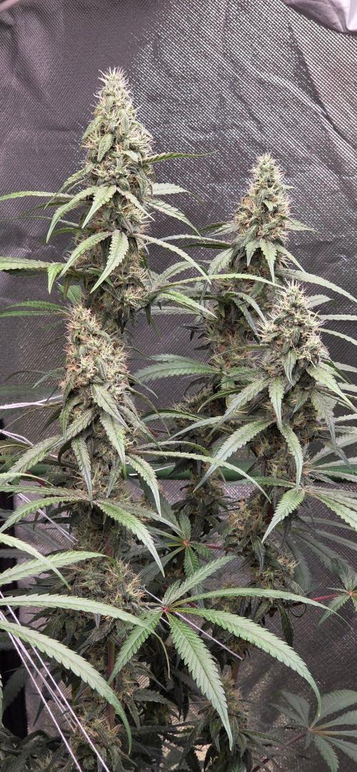 Brain Dead X Zazul. Week 14