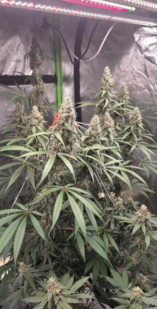 Brain Dead X Zazul. Week 14