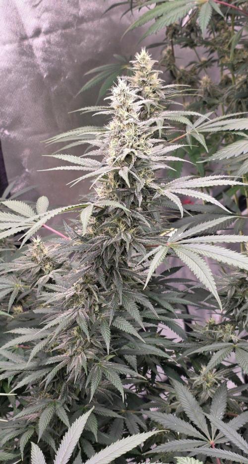 SweetSeeds X CCG. Week 14