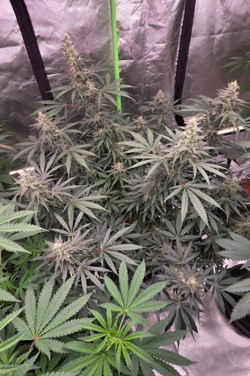 SweetSeeds X CCG. Week 14