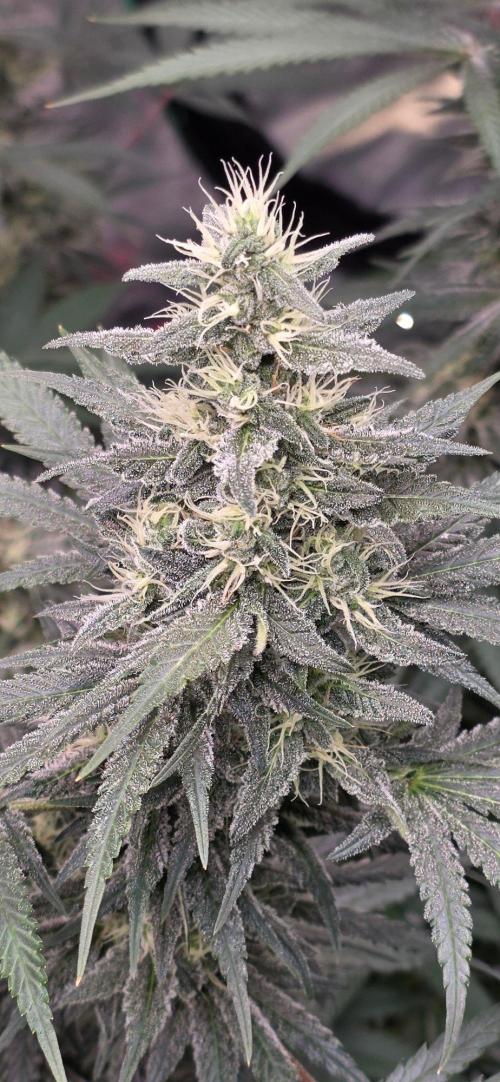 SweetSeeds X CCG. Week 14