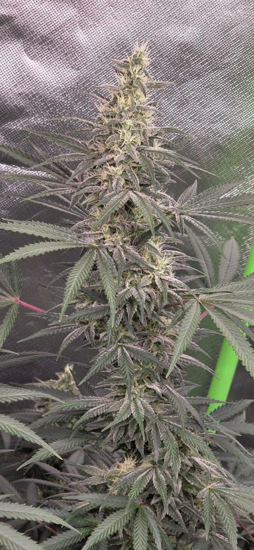 SweetSeeds X CCG. Week 14