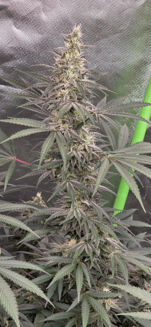 SweetSeeds X CCG. Week 14