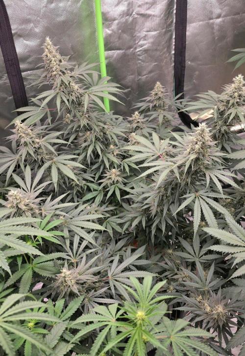 SweetSeeds X CCG. Week 14