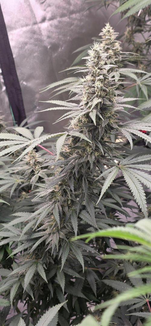 SweetSeeds X CCG. Week 14