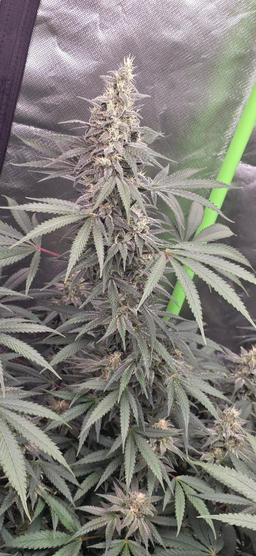 SweetSeeds X CCG. Week 14