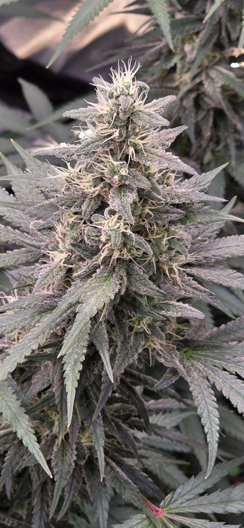 SweetSeeds X CCG. Week 14