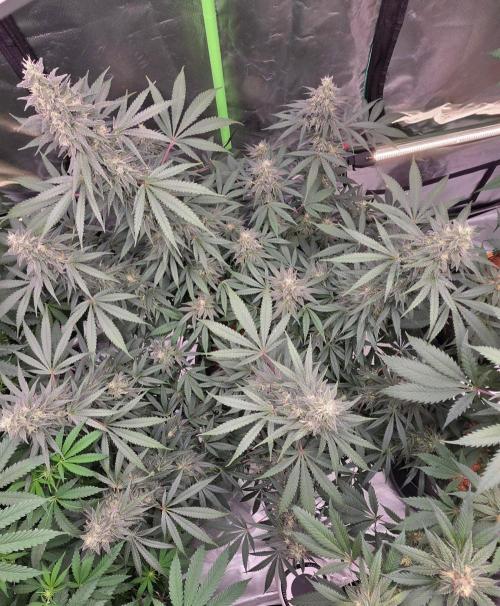 Tropicanna Poison F1 Fast Version. Week 14
