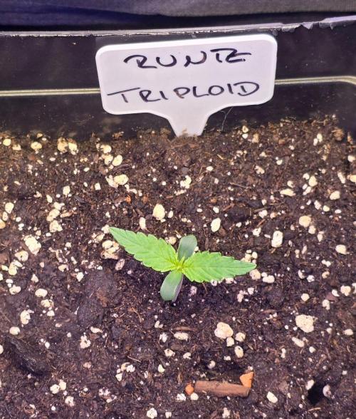 Triploid. Week 1