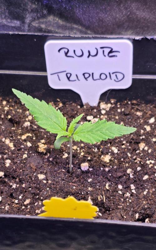 Triploid. Week 1