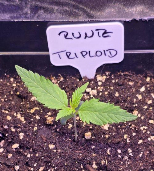 Triploid. Week 1