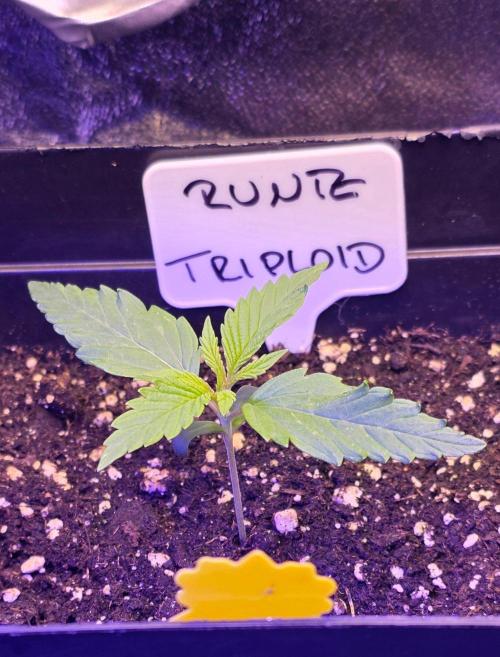 Triploid. Week 1