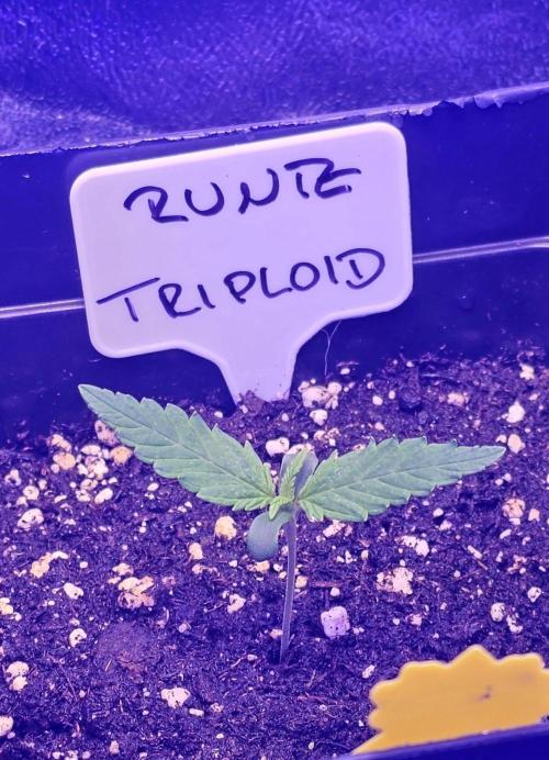 Triploid. Week 1