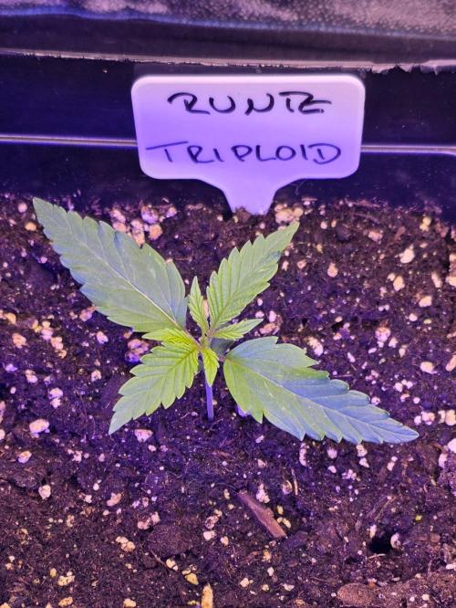 Triploid. Week 1