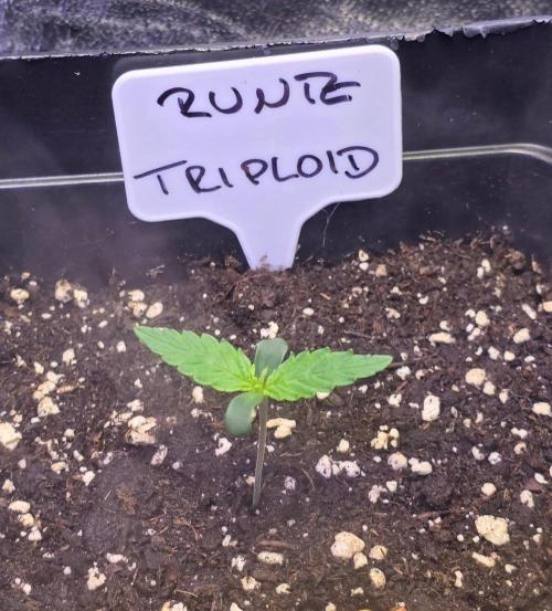 Triploid. Week 1