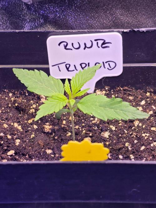 Triploid. Week 1