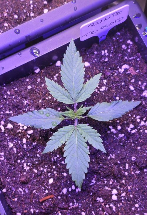 Triploid. Week 2