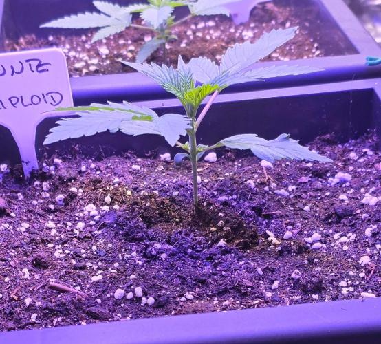 Triploid. Week 2