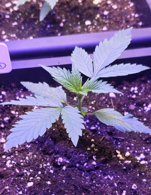 Triploid. Week 2