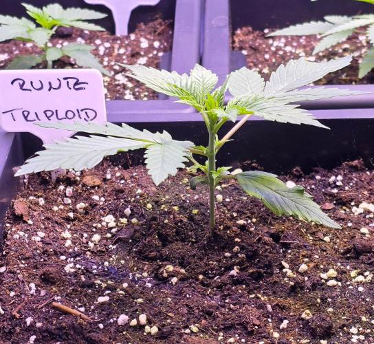 Triploid. Week 2