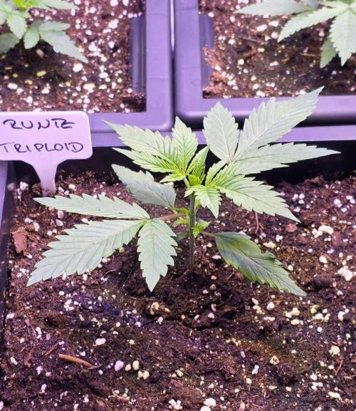 Triploid. Week 2
