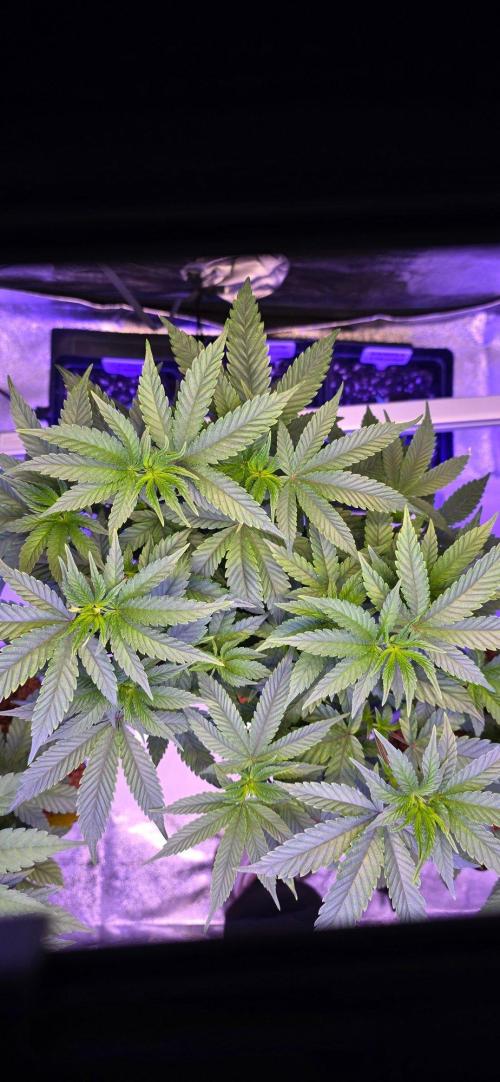 Black Orchard. Week 10