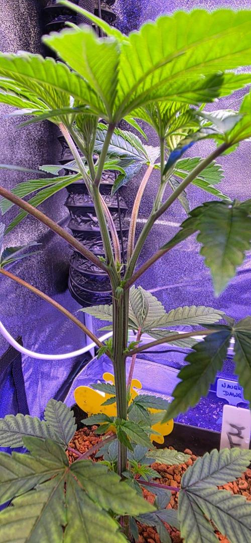 Sensi Seeds X CCG. Week 6