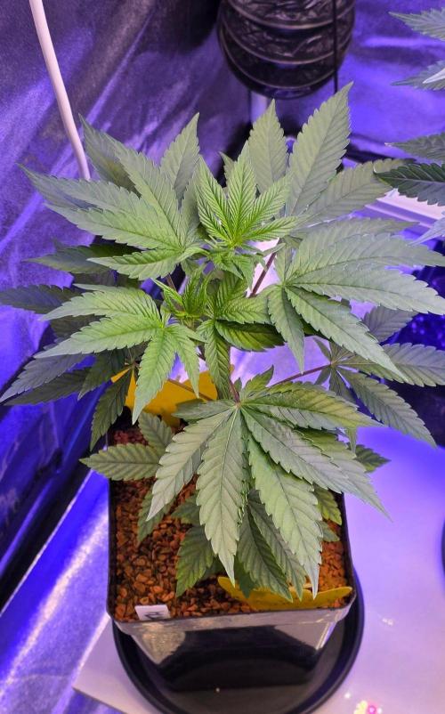 Sensi Seeds X CCG. Week 6