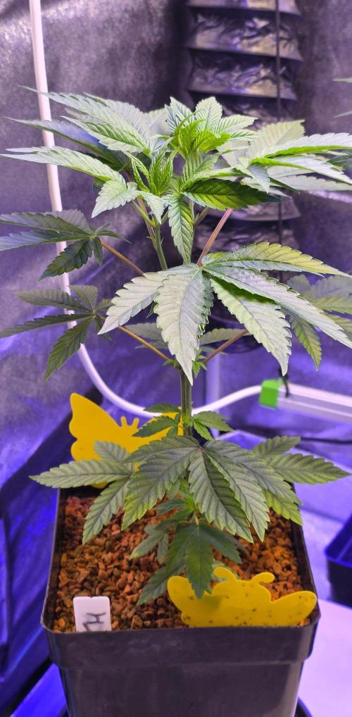 Sensi Seeds X CCG. Week 6