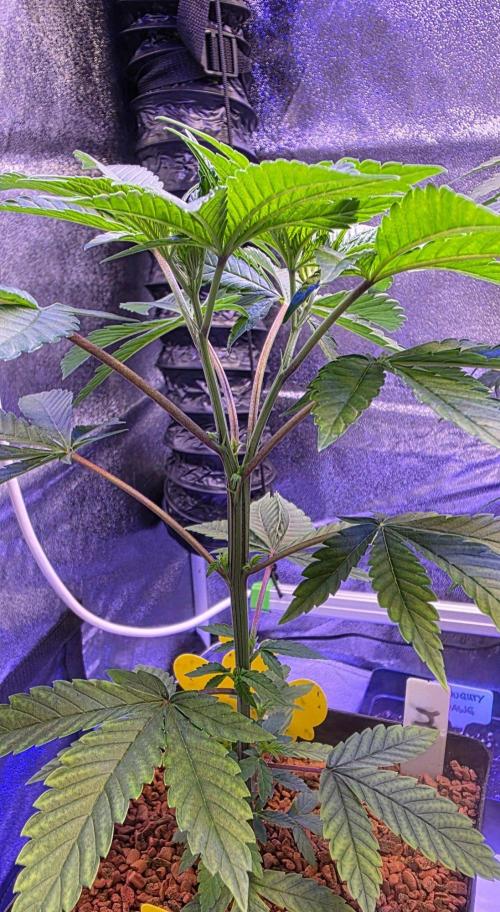 Sensi Seeds X CCG. Week 6